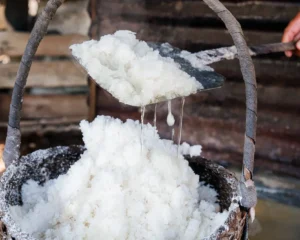 Fresh mineral salt crystals being lifted and drained from brine during traditional production in Isaan Thailand