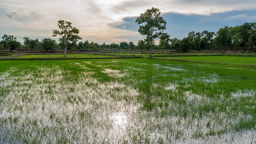 How to salt rice with jasmine rice grown in Isaan.