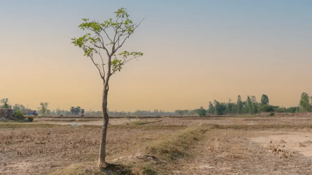 Family salt land in Isaan, Northeast Thailand, where Maison Kojira’s foundation mineral salt begins