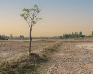 Inland salt fields in Isaan, Thailand with a single tree in dry mineral basin