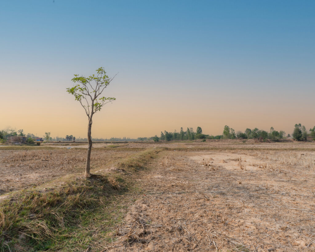 A solitary tree beside dry-season agricultural fields in Isaan, northeastern Thailand, near Maison Kojira's family salt fields.