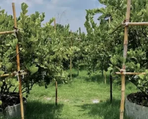Lemon trees for preserved lemon salt grown in structured rows with controlled spacing and airflow